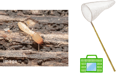 ヤマトシロアリ