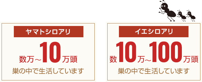 シロアリの数